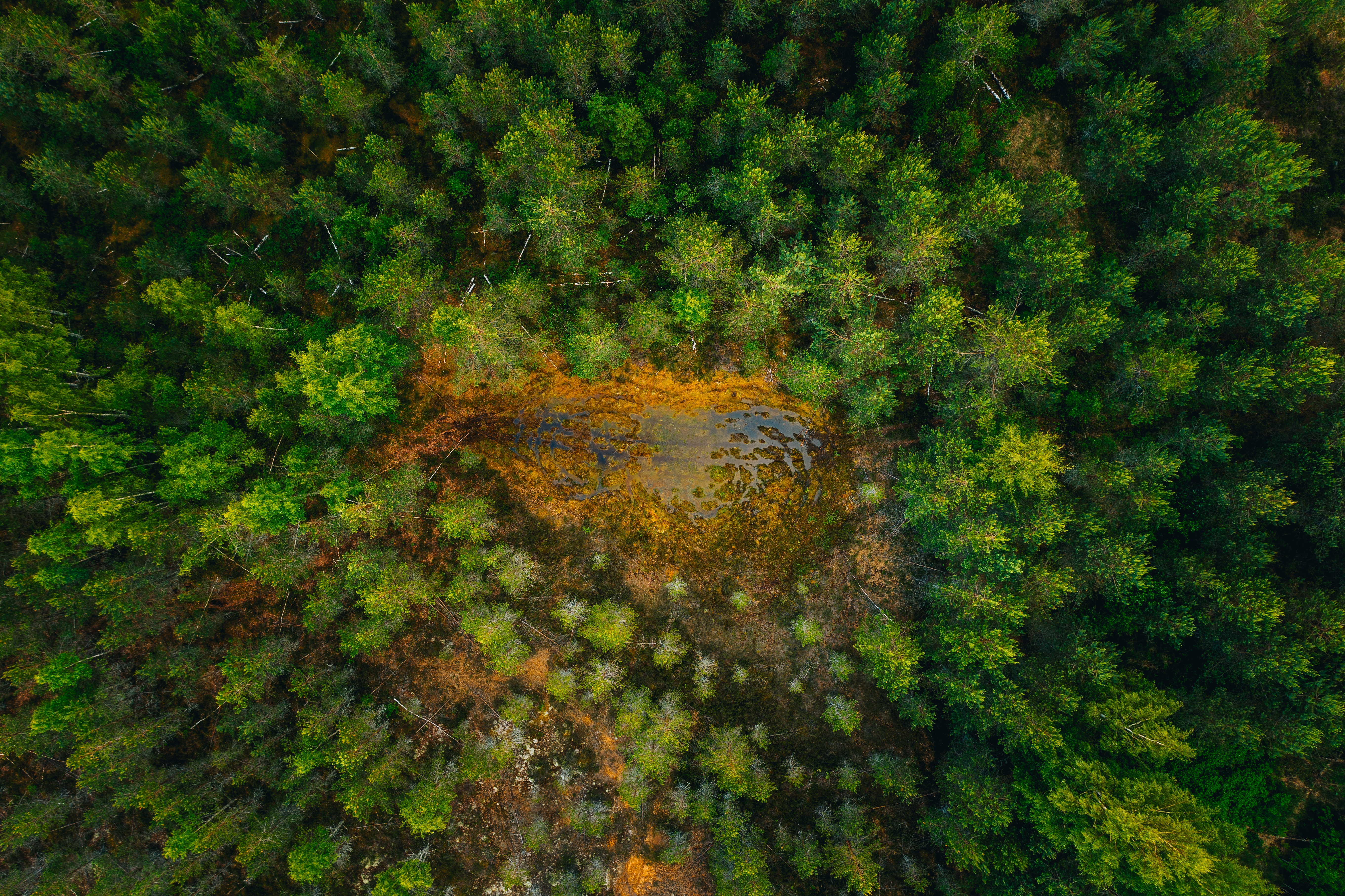 Aerial view of forest with GIS mapping